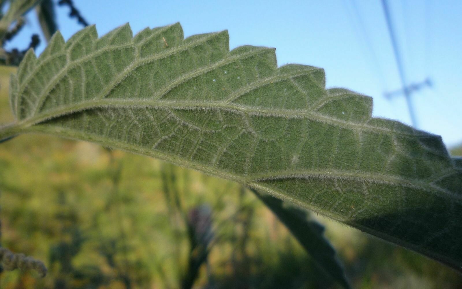 High Resolution Urtica dioica Leaf